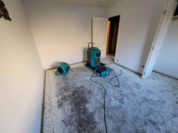 Best Mold removal after water damage  in Newport, MN
