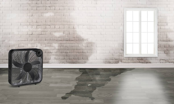 Best Commercial water damage restoration  in Newport, MN