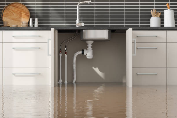 Best Carpet water damage restoration  in Newport, MN