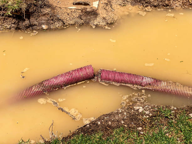 Best Flood restoration services  in Newport, MN